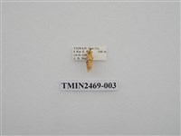 藏品(梯紋豔苔蛾)的圖片